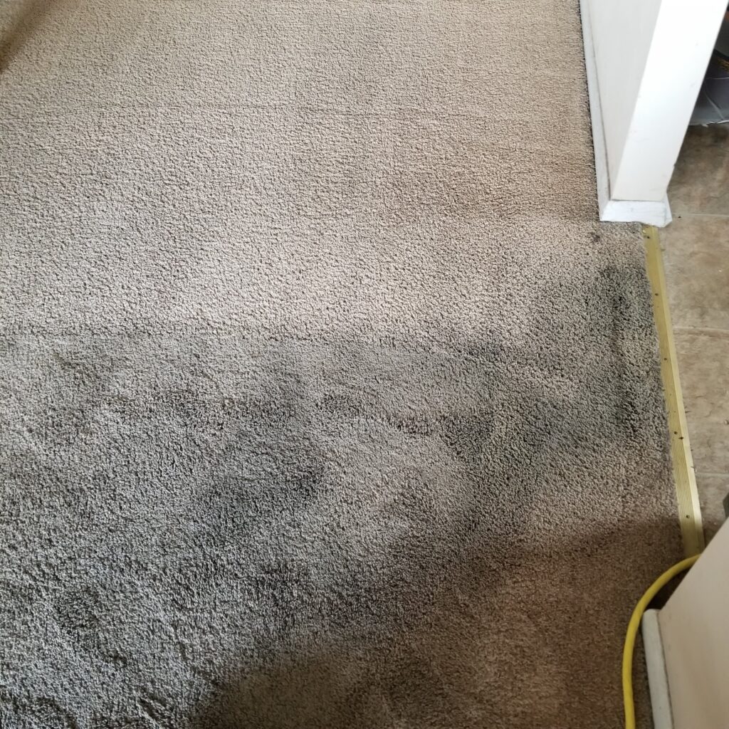 Carpet Cleaning Warminster Carpet cleaning before and after on same photo