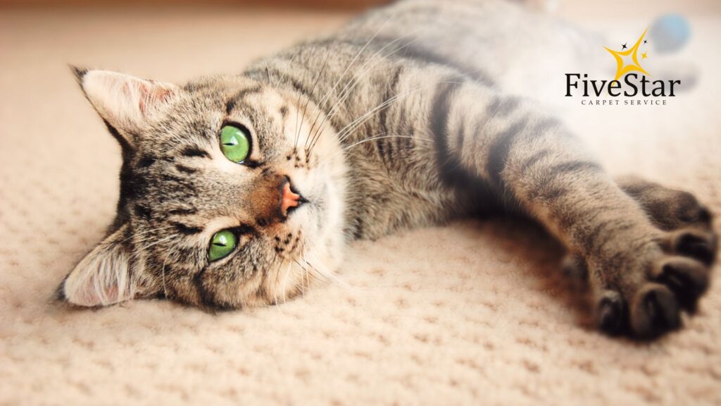 Why Carpets Get Wrinkles and How Carpet Stretching Fixes It